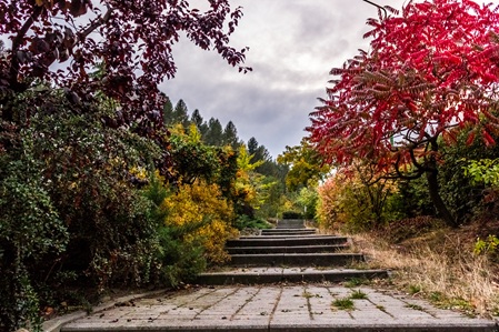 Gartenbau Pfalnezen Rasen